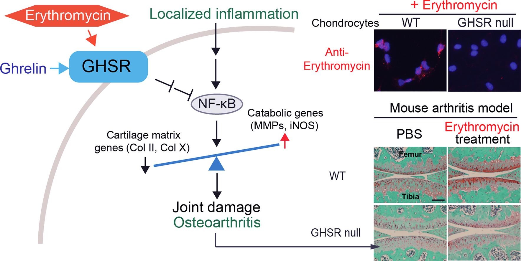 graphical abstract - Erythromycin acts through the ghrelin receptor to attenuate inflammatory responses in chondrocytes and maintain joint integrity