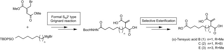 graphical abstract - Synthesis and biological properties of tensyuic acids B, C, and E, and investigation of the optical purity of natural tensyuic acid B.