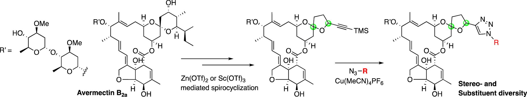 graphical abstract - Stereo- and substituent-enabled divergent synthesis of 5,6-spiroketal analogs of avermectin containing a triazole function