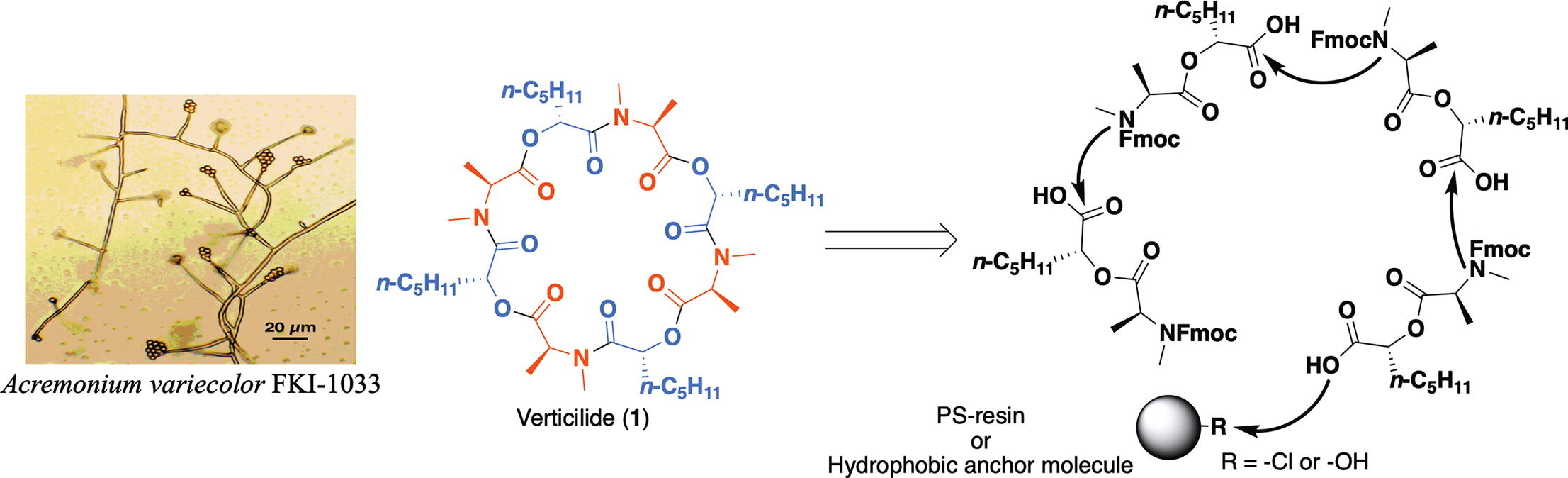 graphical abstract - Efficient synthesis of a ryanodine binding inhibitor verticilide using two practical approaches