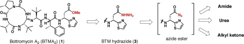 graphical abstract - Bottromycin derivatives: efficient chemical modifications of the ester moiety and evaluation of anti-MRSA and anti-VRE activities