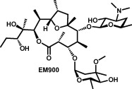 graphical abstract - Novel 12-membered non-antibiotic macrolides from erythromycin A; EM900 series as novel leads for anti-inflammatory and/or immunomodulatory agents.