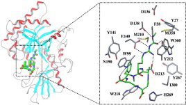 graphical abstract - Molecular modeling of human acidic mammalian chitinase in complex with the natural-product cyclopentapeptide chitinase inhibitor argifin.