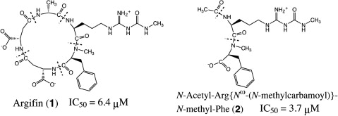 graphical abstract - NMR spectroscopy and computational analysis of interaction between Serratia marcescens chitinase B and a dipeptide derived from natural-product cyclopentapeptide chitinase inhibitor argifin.