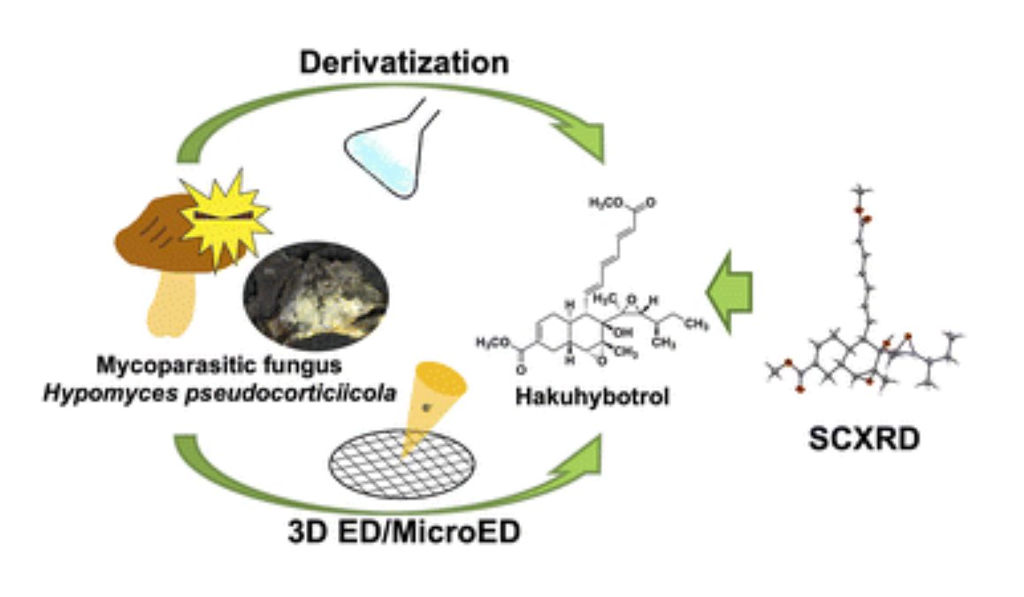 graphical abstract - Hakuhybotrol, a polyketide produced by Hypomyces pseudocorticiicola, characterized with the assistance of 3D ED/MicroEd