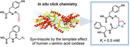 In situ Click Chemistry for the Identification of a Potent D-Amino Acid Oxidase Inhibitor