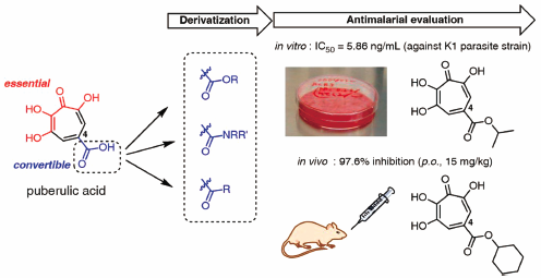 graphical abstract - Discoveries and syntheses of highly potent antimalarial troponoids.