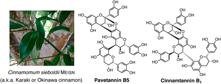 graphical abstract - Studies on the Catechin Constituents of Bark of Cinnamomum sieboldii