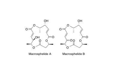 Macrosphelide A, B