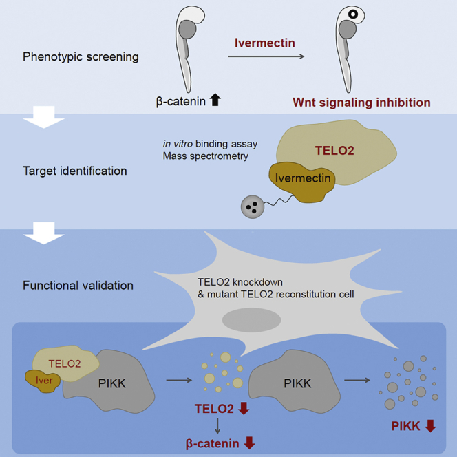 graphical abstract - Ivermection repress Wnt/β-catenin signaling by binding to TELO2, a regulator of phosphatidylinositol 3-kinase-related kinases.