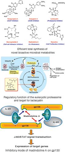 graphical abstract - Efficient Total Synthesis of Novel Bioactive Microbial Metabolites.