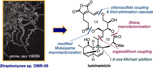 graphical abstract - Chemical Degradation-Inspired Total Synthesis of the Antibiotic Macrodiolide, Luminamicin