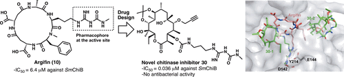 graphical abstract -  Creation of customised bioactivity within a 14-membered macrolide scaffold: design, synthesis, and biological evaluation using a family-18 chitinase.