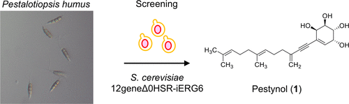 graphical abstract - Pestynol, an Antifungal Compound Discovered Using a Saccharomyces cerevisiae 12geneΔ0HSR-iERG6-Based Assay