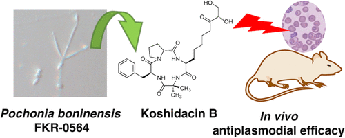 graphical abstract - Koshidacins A and B, antiplasmodial cyclic tetrapeptides from the Okinawa fungus Pochonia boninensis FKR-0564.