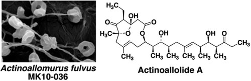 graphical abstract - Actinoallolides A–E, New Anti-trypanosomal Macrolides, Produced by an Endophytic Actinomycete, Actinoallomurus fulvus MK10-036.