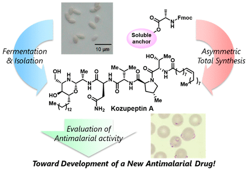 graphical abstract - Kozupeptins, Antimalarial Agents Produced by Paracamarosporium Species: Isolation, Structural Elucidation, Total Synthesis, and Bioactivity.