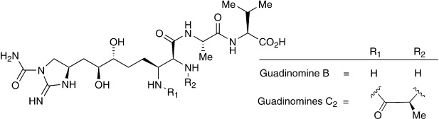 graphical abstract - Total Synthesis and Determination of the Absolute Configuration of Guadinomines B and C2.